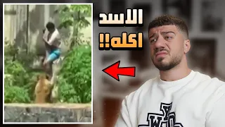 رمى نفسه على الأسد قد ام الناس دندنها