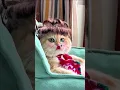 Lagu funny cats #tiktok #funny #cat #shorts