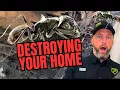 Carpenter Ants Are Silently Destroying Your Home Signs to Watch For