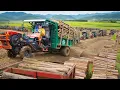 Download Lagu TIMELAPSE: Using Many Trucks to Transport Wood to Factories | Growing Winter Vegetables
