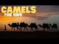 Camels for Kids Learn all about this adaptable animal