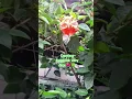 Download Lagu beautiful flowers🌺🌺#shorts