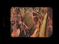 Affet Robot - Kargaşa (Official Video)