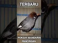Download Lagu Pancingan Poksay malas bunyi,ini jagonya Langsung ikut Nyaut