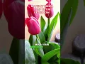 Lagu MANFAAT BUNGA TULIP UNTUK KESEHATAN #motivasi #kehidupan #kesehatan #tipssehat #herbal