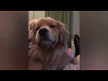Reddit best cute clips of all time compilation
