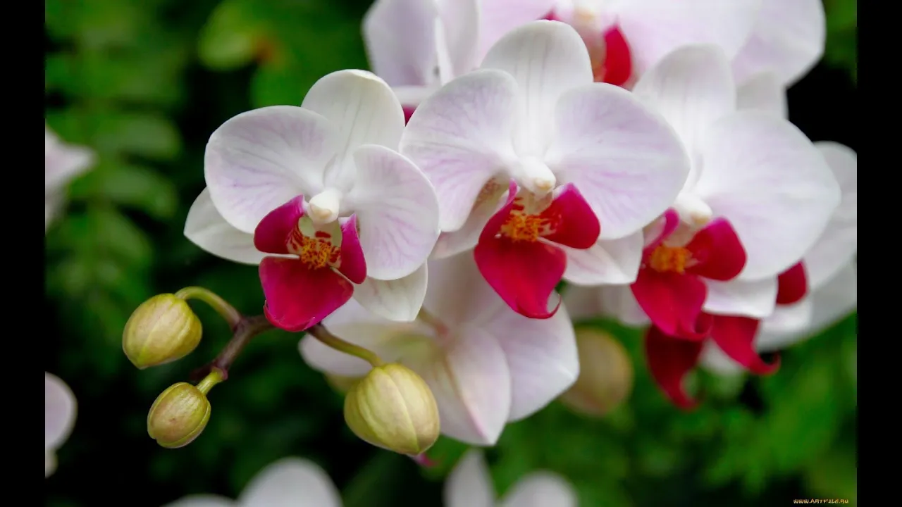 COMO CUIDAR DE ORQUIDEAS PASSO A PASSO