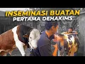Lagu PERTAMA KALI INSEMINASI BUATAN SAPI. JANOKO BUAT MIMI!