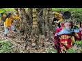 Download Lagu Harvesting giant bamboo shoots to sell at the market with my daughter and baby | Tương Thị Mai