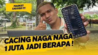day 2 daily trading cacing cacing naga naga uang 1 juta jadi berapa di xauusd dan btcusd