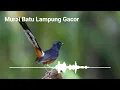 Download Lagu Suara Burung Murai Batu Lampung Gacor