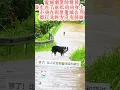 Download Lagu The two little dogs said goodbye in the rain, both thinking the other didn't look back.  #dog