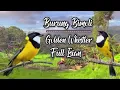 Download Lagu Bukan Maeenn..!! Kicauan Burung Bimoli Super Gacor Full Isian || Kancilan Emas Gacor Isian