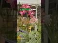 Download Lagu Deze orchidee houdt van volle zon! (Cattleya spp. x Schomburgkia Thomsoniana) #orchideebloei #orc...
