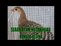 Download Lagu SUARA AYAM HUTAN HIJAU BETINA MANGGIL SANG JANTAN