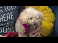 Sweet senior mini Poodle needs forever home