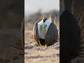 Download Lagu Male Greater Sage-Grouse Display