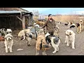 Download Lagu 15 CIOBANESTI MIORITICI PAZESC 900 DE OI LA STANA LUI IANCU COJAN. URSUL NU POATE SA SE APROPIE.