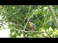 Download Lagu Suara Burung Paok Sayap Biru