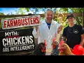 Are Chickens Intelligent Fluffy Feather Farm Adventures
