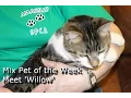 Mix 94 1 Amarillo Pet of the Week - Meet Willow