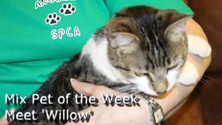Mix 94 1 Amarillo Pet of the Week - Meet Willow