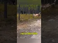 Download Lagu Este perro se enfrenta a un lobo gigante #shorts #perros