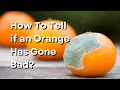 How To Tell if an Orange Has Gone Bad