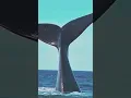 Download Lagu How fish play in the Atlantic Ocean #shorts #shortsfeed