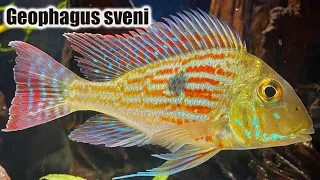 Download Geophagus Sveni | Care Guide \u0026 Species Profile MP3