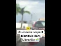 Download Lagu 😱Un serpent 🐍 déambule dans Libreville 🇬🇦 #gabon #serpent #aligator