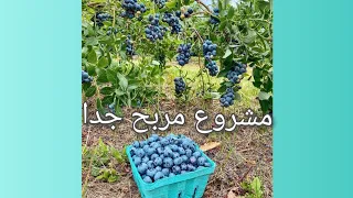 زراعة التوت البري الازرق خطوة بخطوة     اسرار و نصائح دندنها