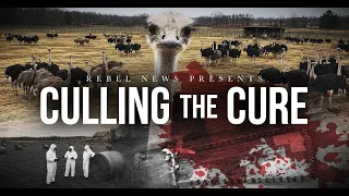 TRAILER | Culling The Cure: The Aftermath of Canada’s Ostrich Slaughter