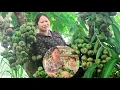 Download Lagu Nhan Leaves Home to Find Work: Phuc Ha Picks Fruits While Waiting for San San’s Dad