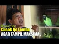 Lagu PERAWATAN CUCAK IJO LOMBA TAMPIL MAKSIMAL || PERSIAPAN CUCAK IJO SEBELUM DIGANTANG