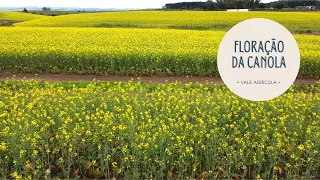 FLORAÇÃO DA CANOLA | Renda e encanto do inverno sulista!