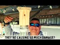 THEY RE CAUSING SO MUCH DAMAGE DIY Carpenter Bee Trap