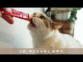 【あたし、ねこ】おら、ねご｜青森・南部弁で歌ってみた【おれねこ】