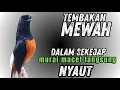 Lagu Murai batu gacor TEMBAKAN MEWAH cocok untuk MERANGSANG EMOSI murai malas bunyi !! langsung NYAUT