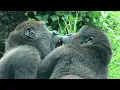 Download Lagu Gorilla Ringo cute twirling, play with Jabali,Tayari金剛猩猩Ringo可愛旋轉找J玩,拍打Tayari,Tayari拉R跑J玩藍桶