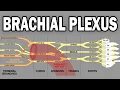 THE BRACHIAL PLEXUS AND UPPER LIMB INNERVATION