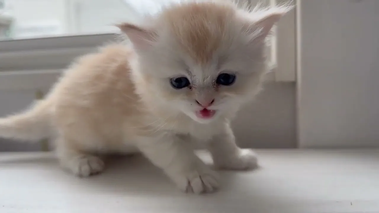 動画