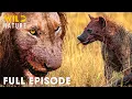 LION VS HYENA Africa s Deadliest Rivalry for Survival Full Episode Wild Animals