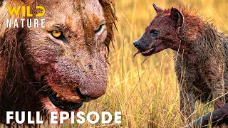 LION VS HYENA Africa s Deadliest Rivalry for Survival Full Episode Wild Animals
