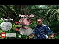 Lagu Jeda waktu pemberian pupuk berikutnya setelah pemberian pupuk Dolomite