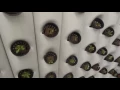 High Density Vertical Hydroponics