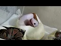 Snake yawning while still in the egg