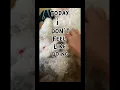 Download Lagu Really don’t feel it #dog #shorts #viral l