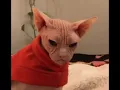 Angry cat gif