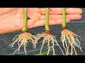 Download Lagu Root Any Branch With 1 Simple Technique  - 100% Success